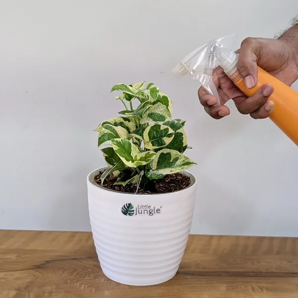 Njoy_+_Neon_+_Manjula_+_Marble_Pothos,_With_White_Decor_Pot