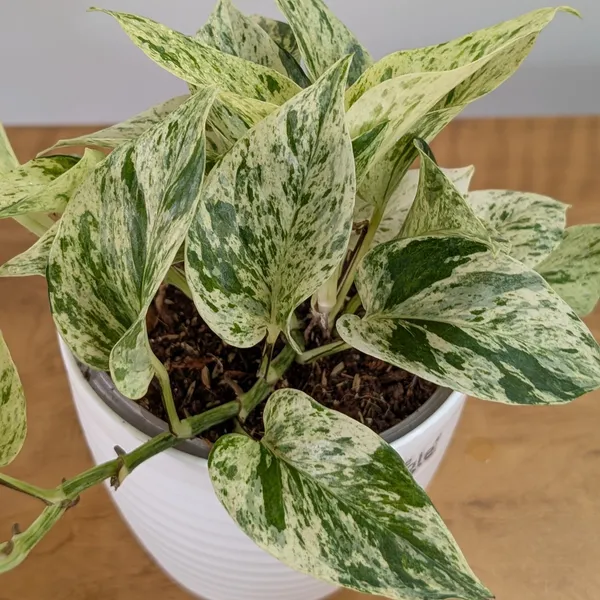 Neon_+_Marble_Pothos,_With_White_Decor_Pot