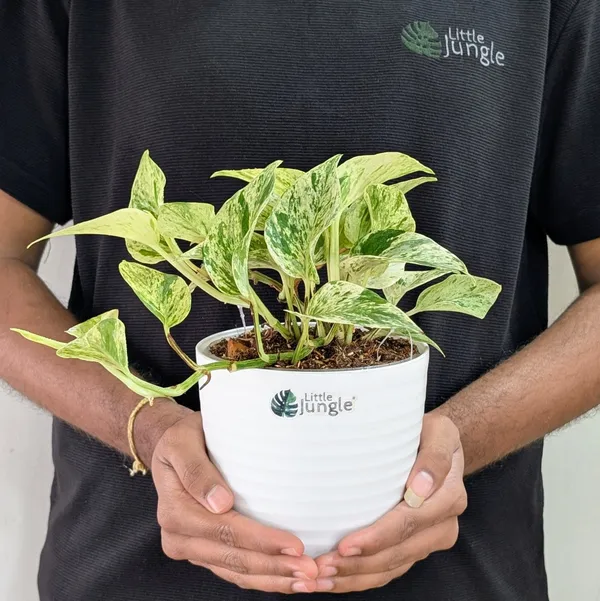 Neon_+_Marble_Pothos,_With_White_Decor_Pot