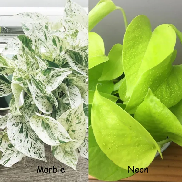 Neon_+_Marble_Pothos,_With_White_Decor_Pot