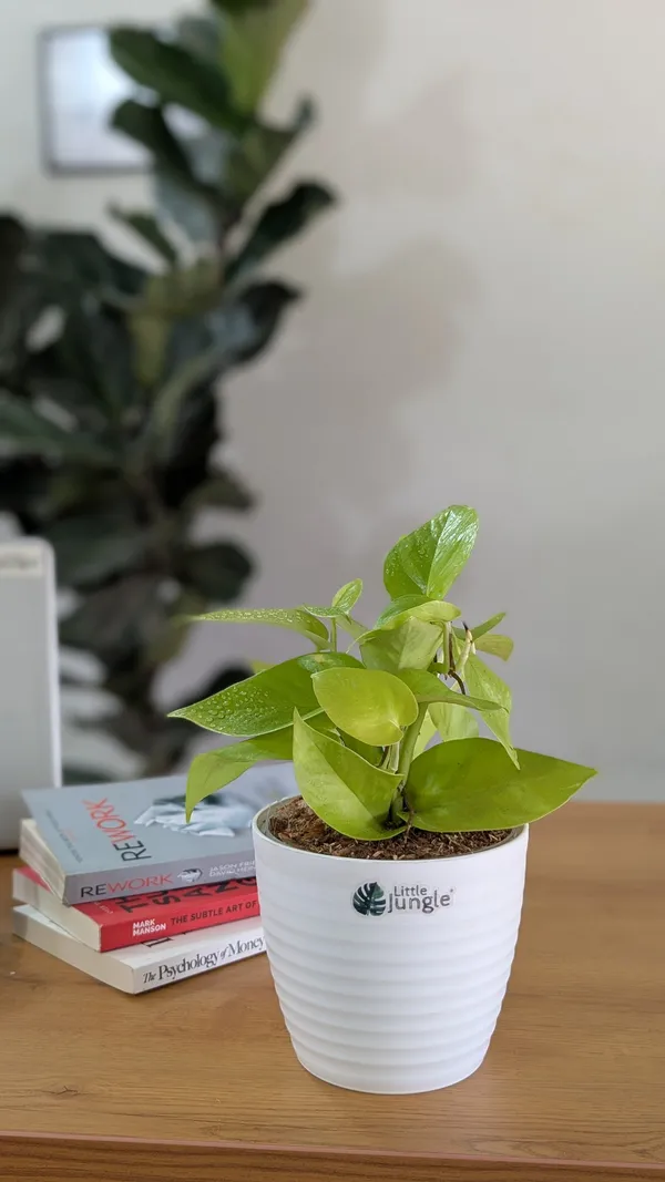 Neon_+_Marble_Pothos,_With_White_Decor_Pot