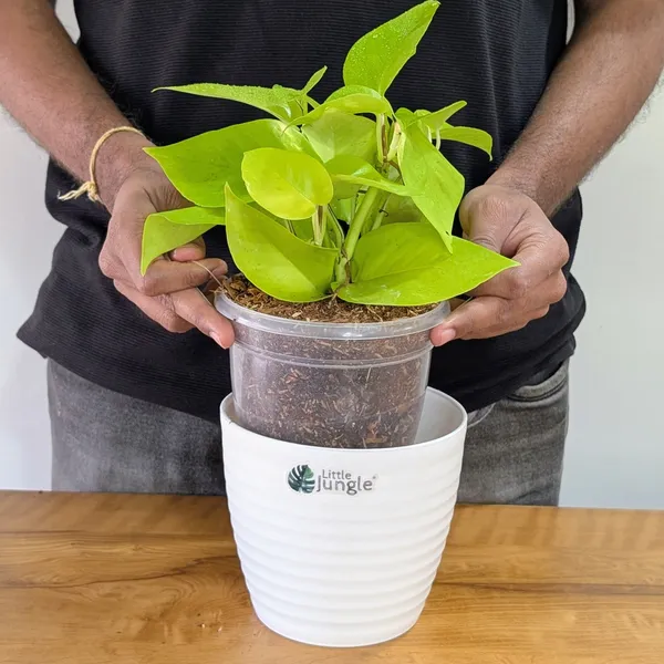 Neon_+_Marble_Pothos,_With_White_Decor_Pot