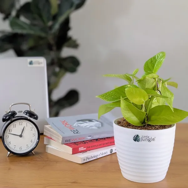 Neon_+_Marble_Pothos,_With_White_Decor_Pot