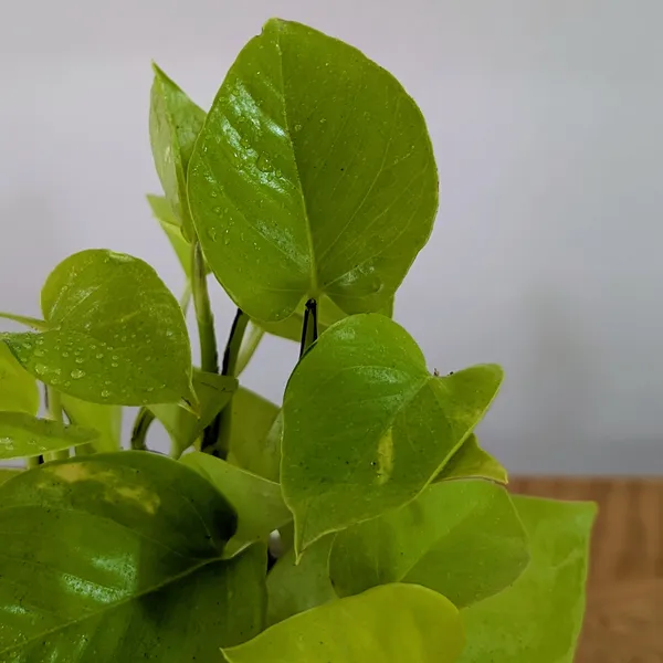 Neon_+_Marble_Pothos,_With_White_Decor_Pot