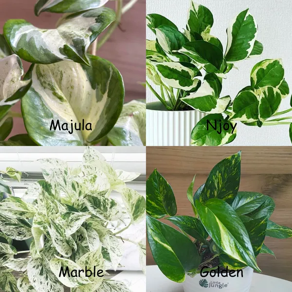 Manjula_+_Njoy_+_Marble_+_Golden_Pothos,_With_White_Decor_Pot