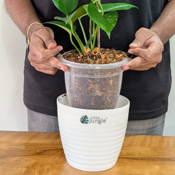 Golden_+_Jade_Pothos,_With_White_Decor_Pot