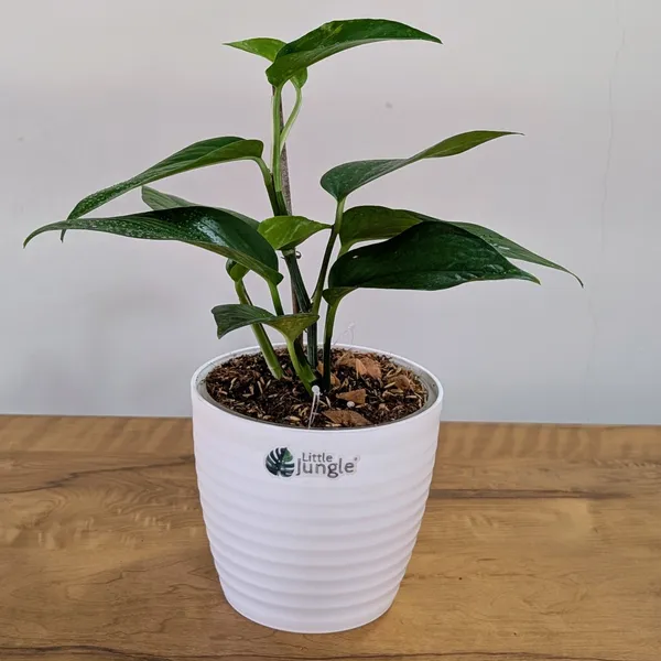 Golden_+_Jade_Pothos,_With_White_Decor_Pot