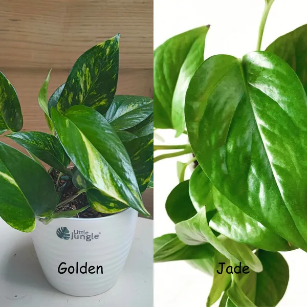 Golden_+_Jade_Pothos,_With_White_Decor_Pot