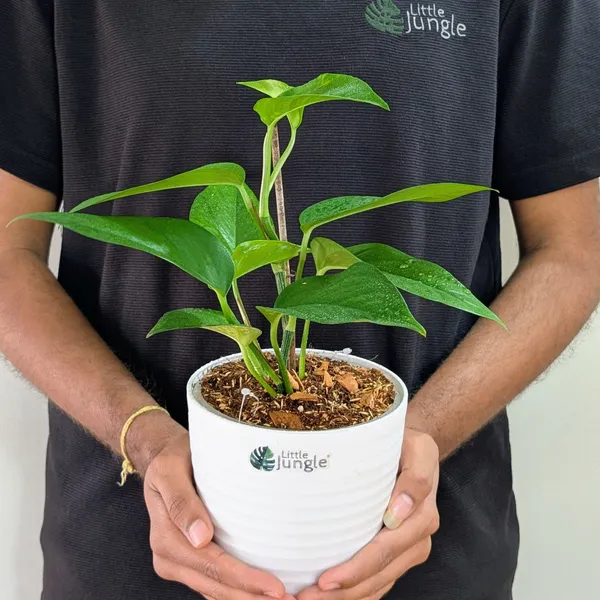 Golden_+_Jade_Pothos,_With_White_Decor_Pot