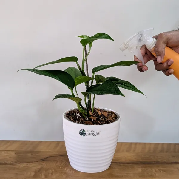 Golden_+_Jade_Pothos,_With_White_Decor_Pot