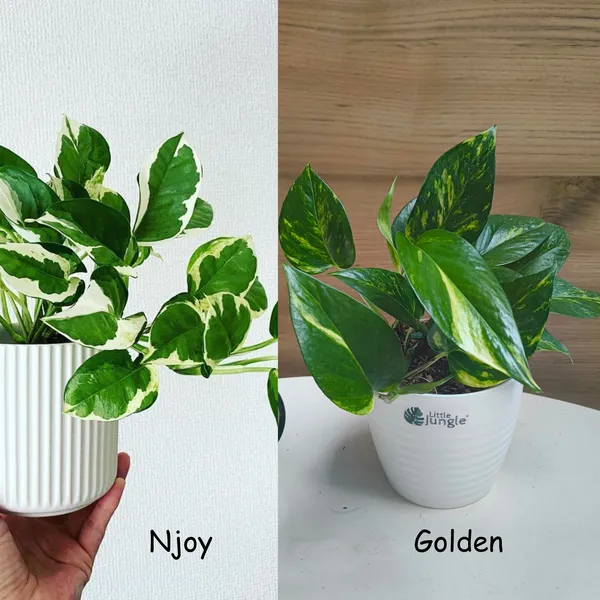 Njoy_&_Golden_Pothos,_With_White_Decor_Pot