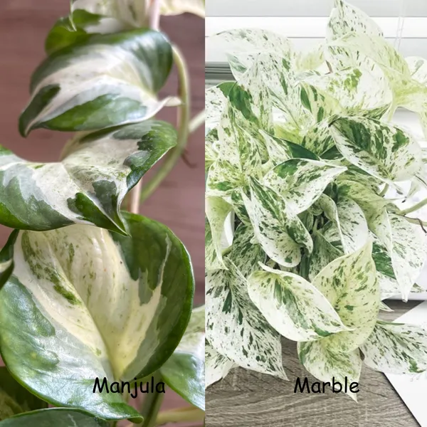 Manjula_+_Marble_Pothos,_With_White_Decor