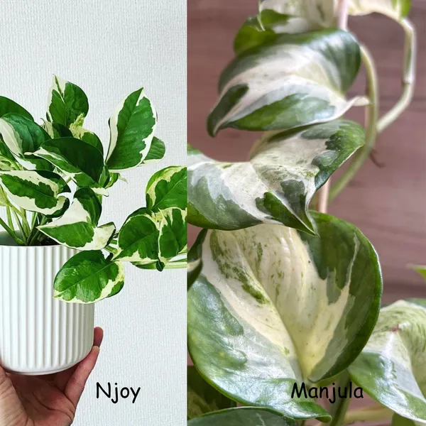 Manjula_+_Njoy_Pothos,_With_White_Decor_Pot