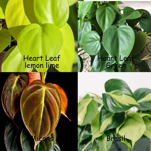 plants are purple krperbutter Bulk Alternanthera Seeds - Purple Prince