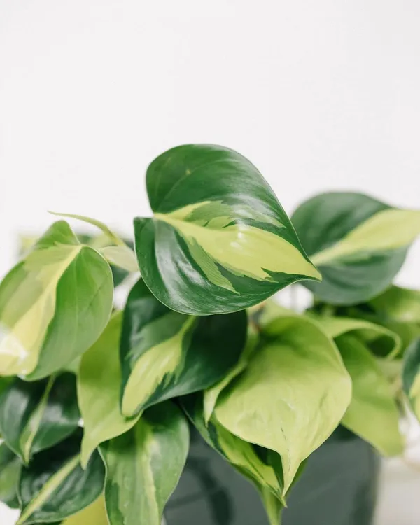 Philodendron_Heart_Leaf_Green_+_Heart_Leaf_Lemon_Lime_+_Micans_+_Brasil,_With_White_Decor_Pot