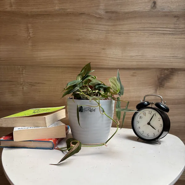 Philodendron_Micans_+_Brasil,_With_White_Decor_Pot