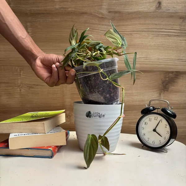 Philodendron_Micans_+_Brasil,_With_White_Decor_Pot