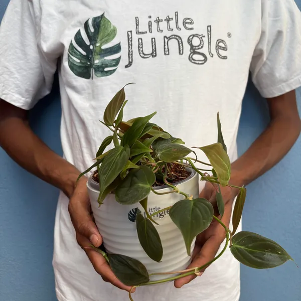 Philodendron_Micans_+_Brasil,_With_White_Decor_Pot