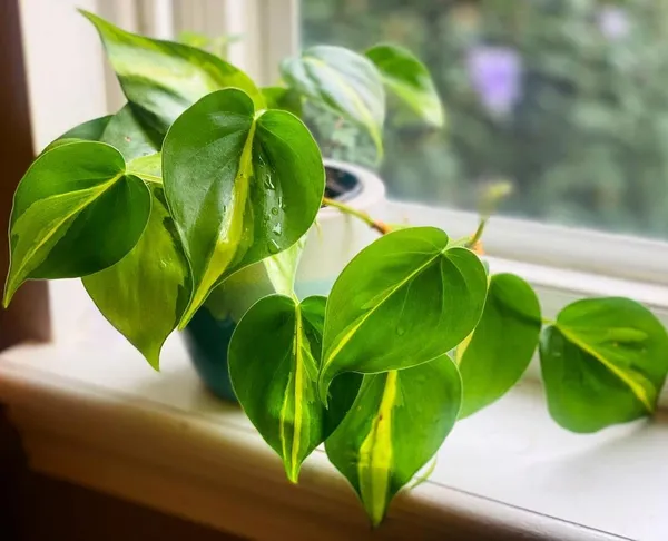 Philodendron_Micans_+_Brasil,_With_White_Decor_Pot