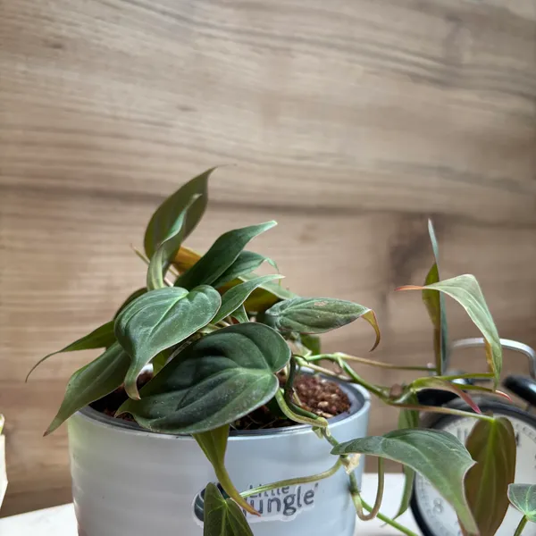 Philodendron_Micans_+_Brasil,_With_White_Decor_Pot