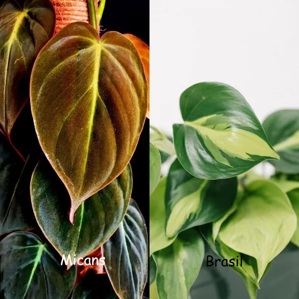 Philodendron_Micans_+_Brasil,_With_White_Decor_Pot