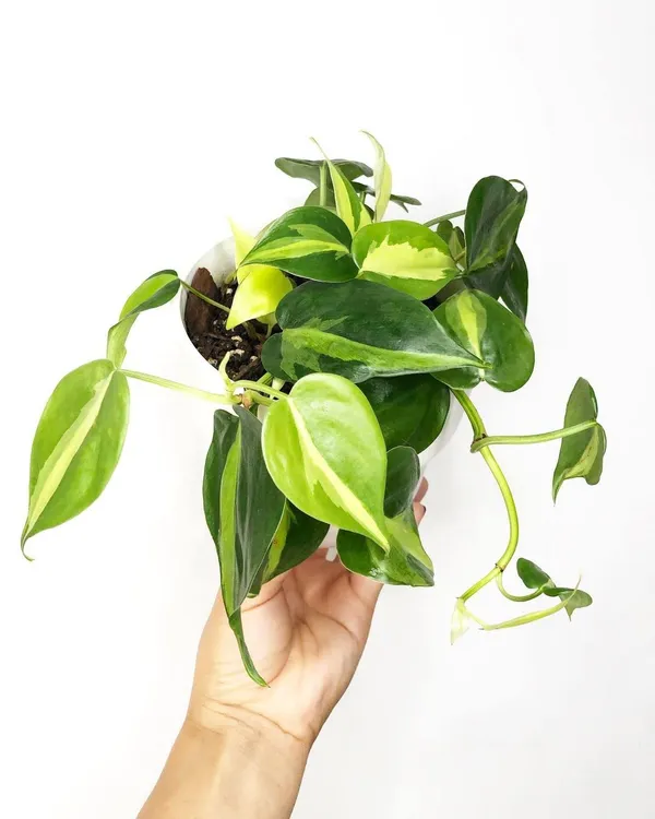 Philodendron_Micans_+_Brasil,_With_White_Decor_Pot