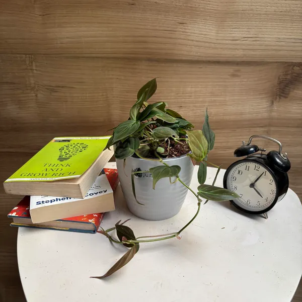 Philodendron_Micans_+_Brasil,_With_White_Decor_Pot