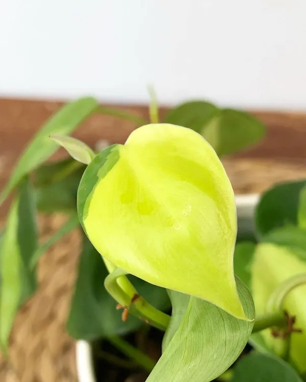 Philodendron_Micans_+_Brasil,_With_White_Decor_Pot