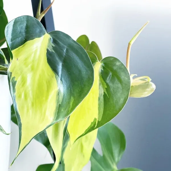 Philodendron_Micans_+_Brasil,_With_White_Decor_Pot