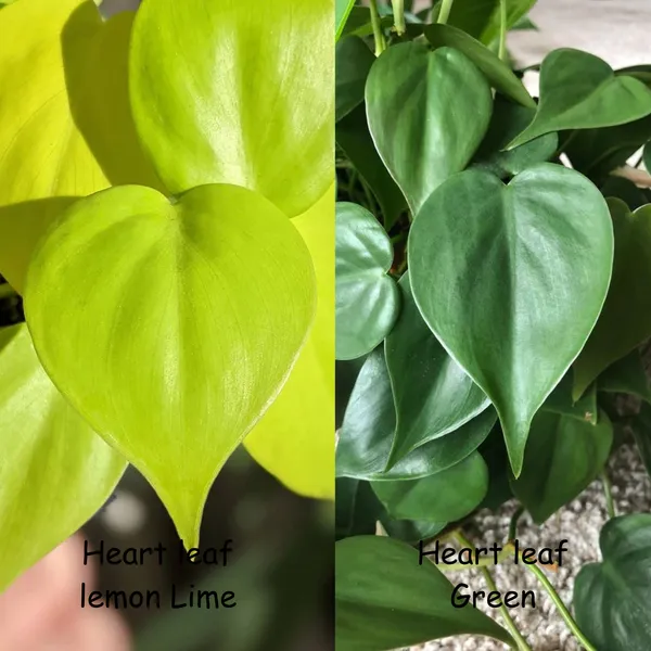 Heart_Leaf_Lemon_Lime_+_Heart_Leaf_Green,_With_White_Decor_Pot