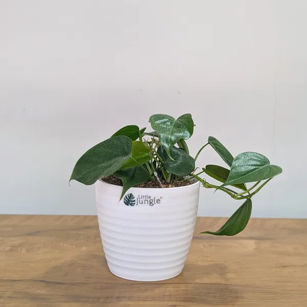 Heart_Leaf_Lemon_Lime_+_Heart_Leaf_Green,_With_White_Decor_Pot