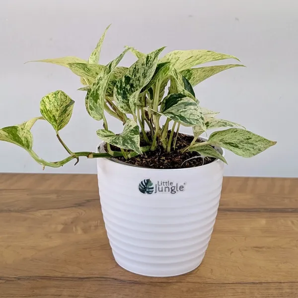Marble_Pothos,_With_White_Decor_Pot