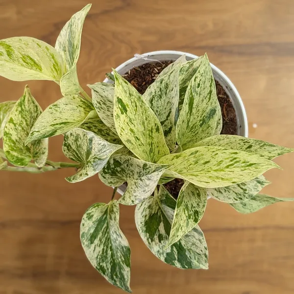 Marble_Pothos,_With_White_Decor_Pot