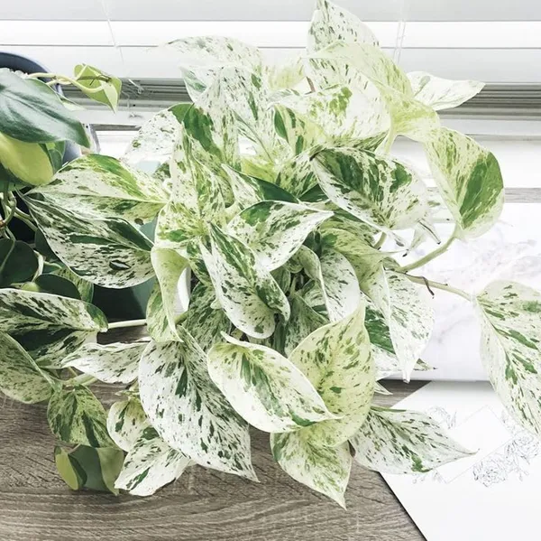 Marble_Pothos,_With_White_Decor_Pot