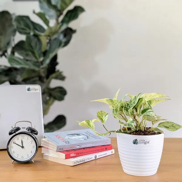 Marble_Pothos,_With_White_Decor_Pot