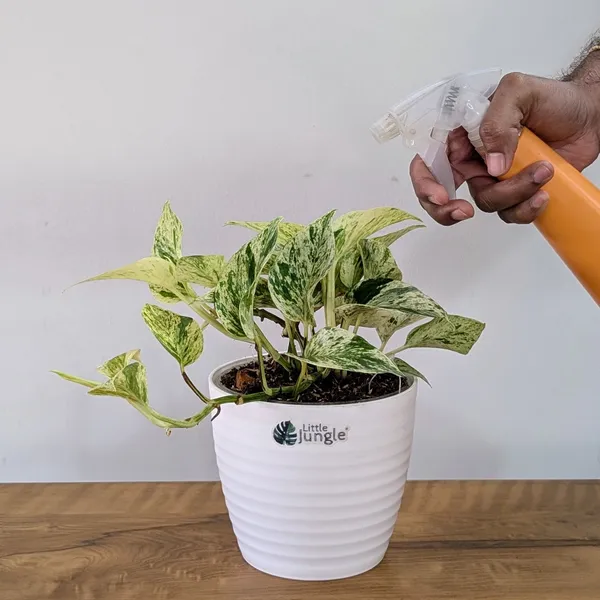 Marble_Pothos,_With_White_Decor_Pot