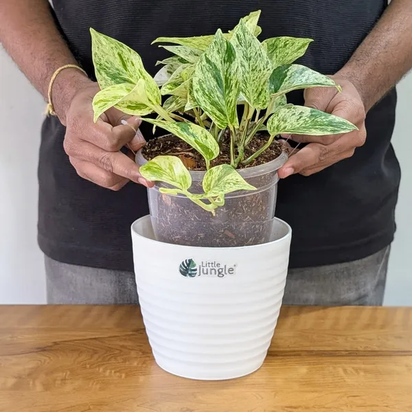 Marble_Pothos,_With_White_Decor_Pot