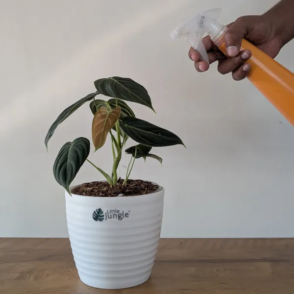 Philodendron_Melanochrysum,_With_5.5_Inch_White_Decor_Pot