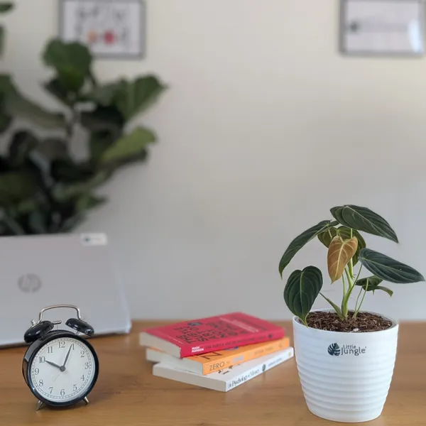 Philodendron_Melanochrysum,_With_5.5_Inch_White_Decor_Pot