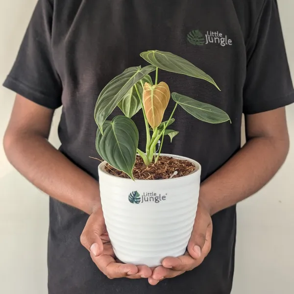 Philodendron_Melanochrysum,_With_5.5_Inch_White_Decor_Pot