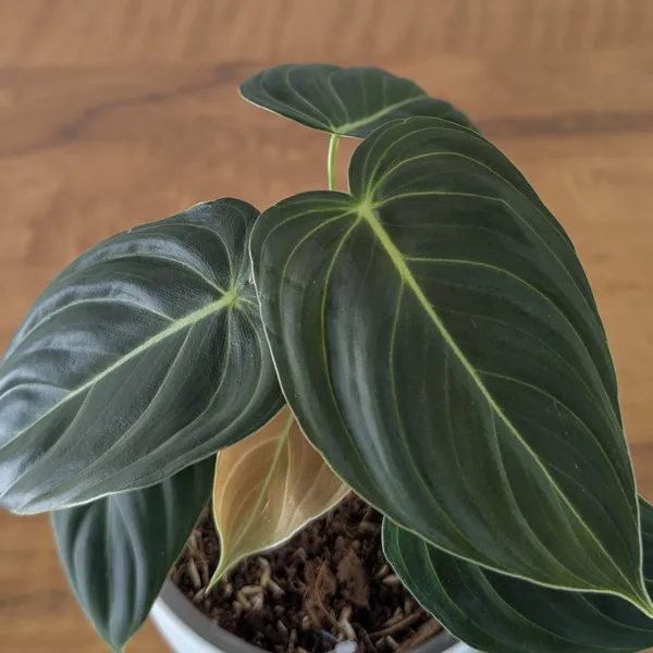 Philodendron_Melanochrysum,_With_5.5_Inch_White_Decor_Pot