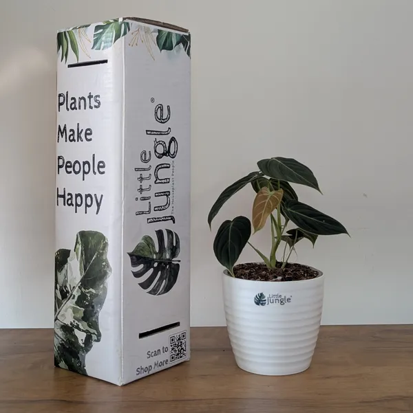 Philodendron_Melanochrysum,_With_5.5_Inch_White_Decor_Pot