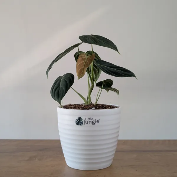 Philodendron_Melanochrysum,_With_5.5_Inch_White_Decor_Pot