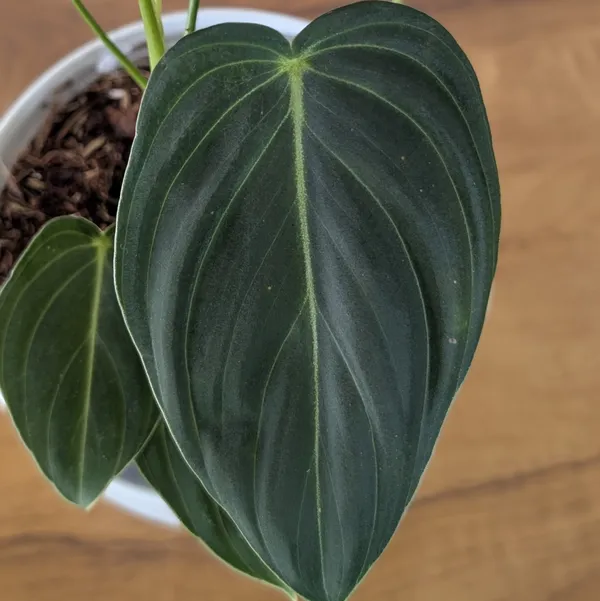 Philodendron_Melanochrysum,_With_5.5_Inch_White_Decor_Pot