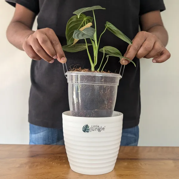 Philodendron_Melanochrysum,_With_5.5_Inch_White_Decor_Pot