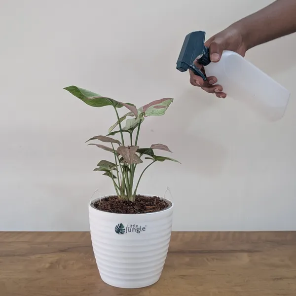 Syngonium_Strawberry_Milk,_With_White_Decor_Pot