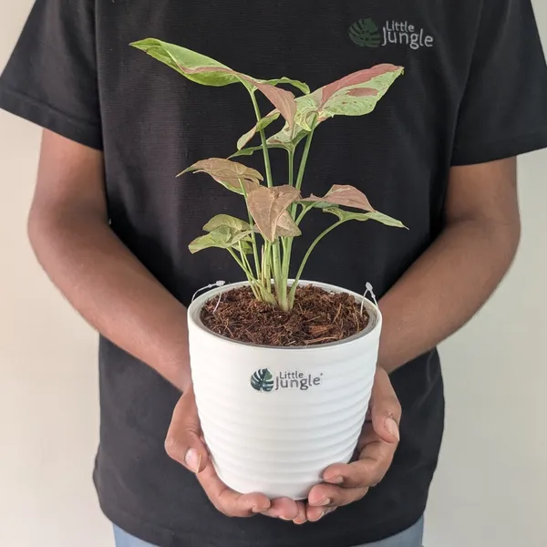 Syngonium_Strawberry_Milk,_With_White_Decor_Pot