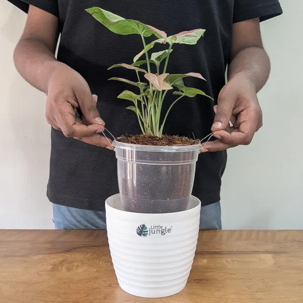 Syngonium_Strawberry_Milk,_With_White_Decor_Pot