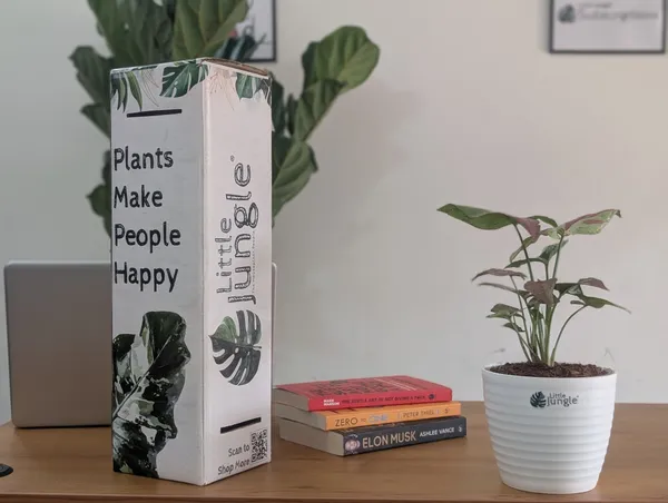 Syngonium_Strawberry_Milk,_With_White_Decor_Pot