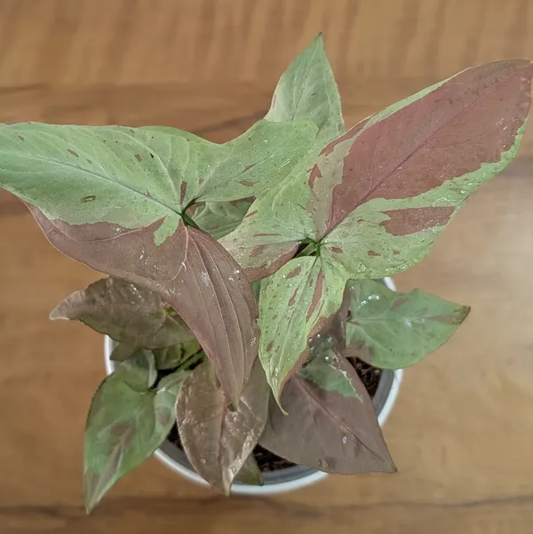 Syngonium_Strawberry_Milk,_With_White_Decor_Pot